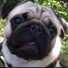 GacusPiesekTrueBeauty