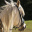 HorseMyLive