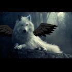 .Bialy_wilk_luna.
