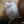 LittleFluffyBall