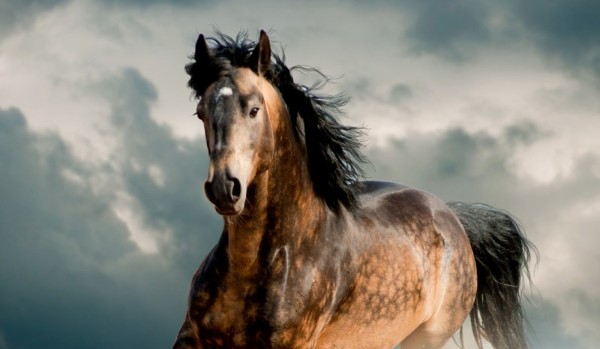 Jesteś bardziej smokiem czy koniem?