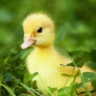 x_bee.and.duck_x
