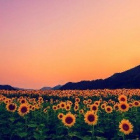 Sunflower____