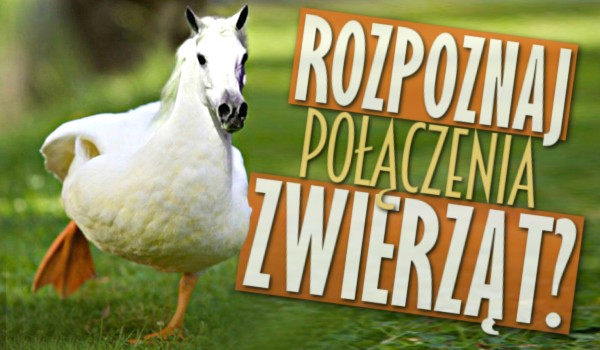 Rozpoznaj połączenia zwierząt!