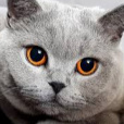 Queen_cat15