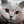 Queen_cat15