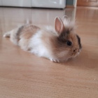 Kroliczek_lexy
