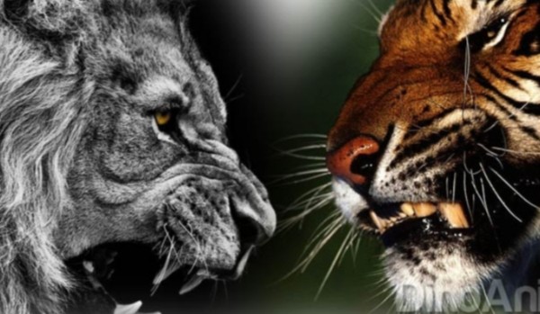 Jakie zwierzę w tobie buduję Tygrys czy Lew?