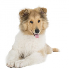 SheltieLover