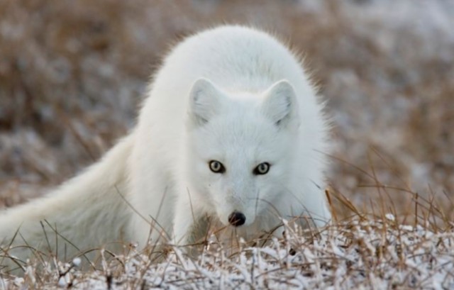 Polarny 