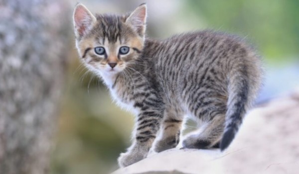 Czy potrafisz zająć się kotkiem