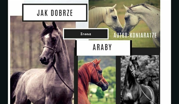 Jak dobrze znasz konie arabskie?