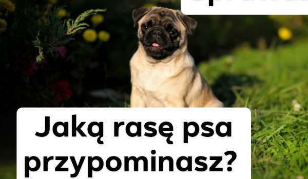 Jakim psem jesteś?