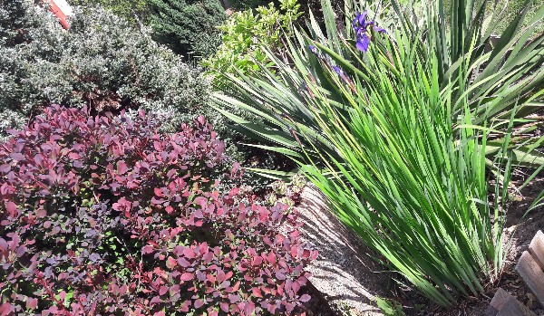 Jaką rośliną jesteś