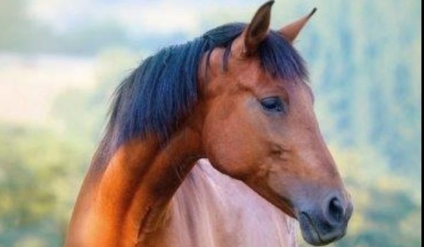 Test wiedzy o koniach i jeździectwie