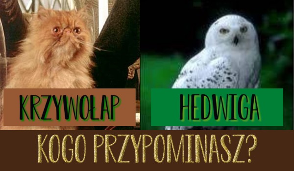 Przypominasz bardziej Krzywołapa czy Hedwigę?