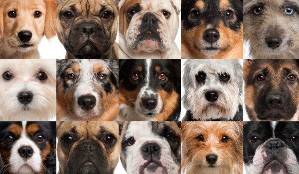 Czy uda ci się rozpoznać wszystkie rasy psów? Sprawdź!