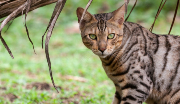 Ciemna noc #2 Zgromadzenie