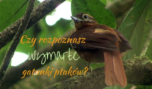 Czy rozpoznasz wymarłe gatunki ptaków?