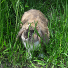 Hayduczek
