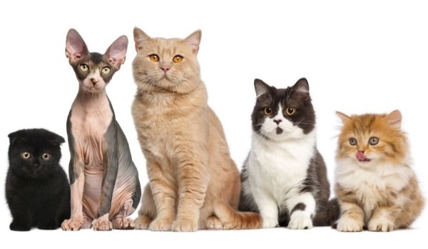 Czy rozpoznasz wszystkie rasy kotów ?