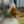 differentduck