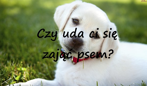 Czy uda ci się zająć psem?