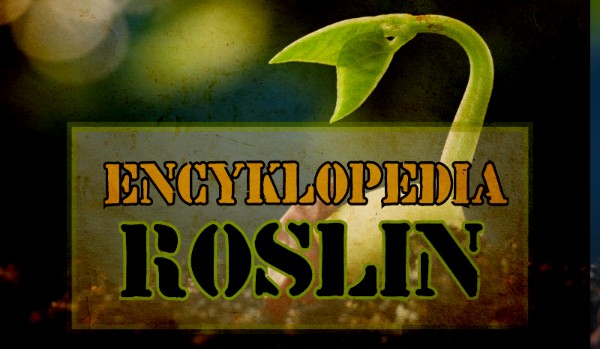 Encyklopedia roślin – strelicja królewska~