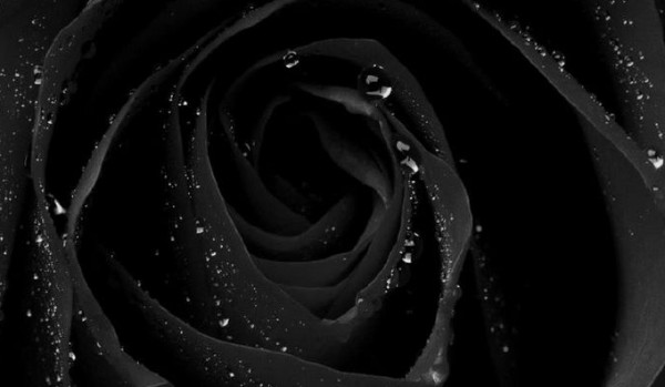 lilia wodna vs róża