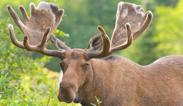 Vocabulary: Module 5- CRIME