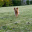 dog.pestka