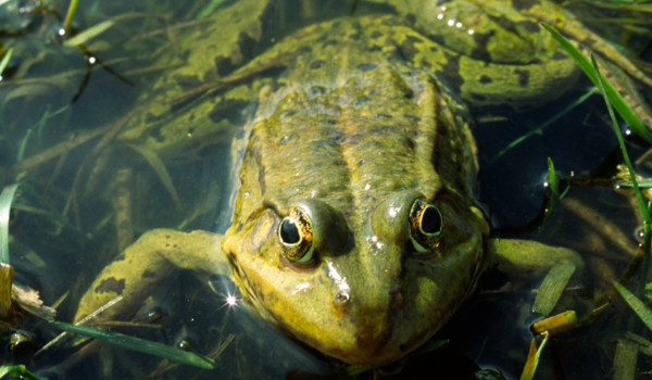 Kręgowce zmiennocieplne