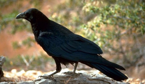 Leśne życie-część 4