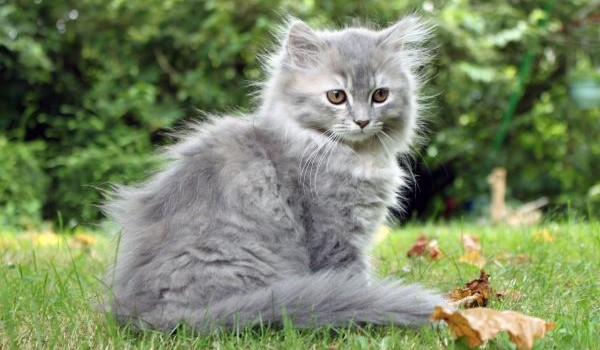 Wojownicy: Lilia Wodna #11