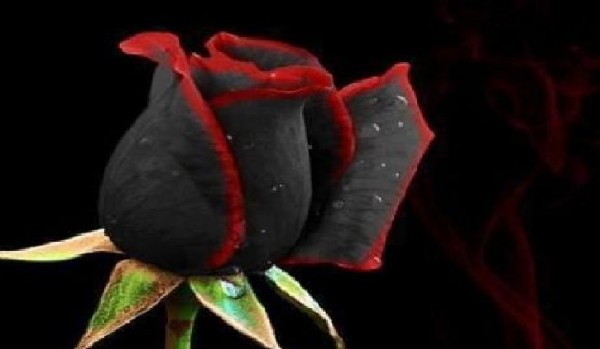 Plemienia Czarnych Róż i Czerwonych Róż – spis postaci