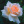 Rose_TwT