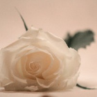 .Roses.