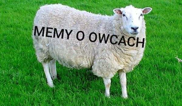 Memy o owcach!