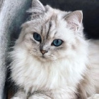 Cats_forever