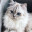 Cats_forever