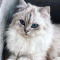 Cats_forever