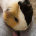 pusia.guinea.pig