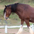 Koniczynka_Horse