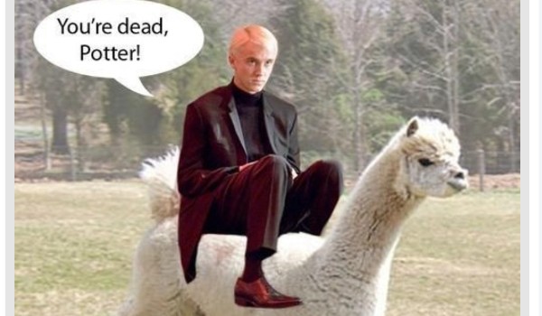 Dziewczyna z śerocinca cz. 2