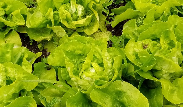 Jak dobrze znasz Tofika