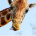 Giraffe_123