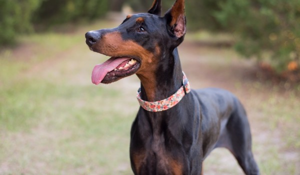 Jaką rasą psa jesteś?