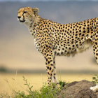 CheetahHeard
