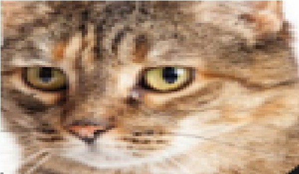 Co wiesz o BlueMacie?