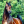 HorseYouTube